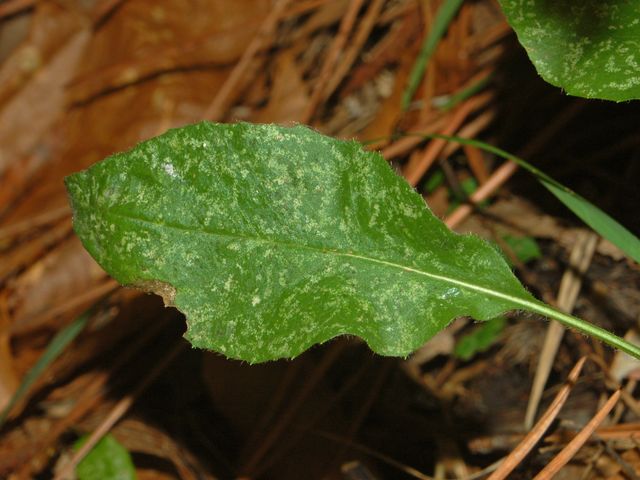 Una piccola asteracea a fine Ottobre - Hieracium sp.